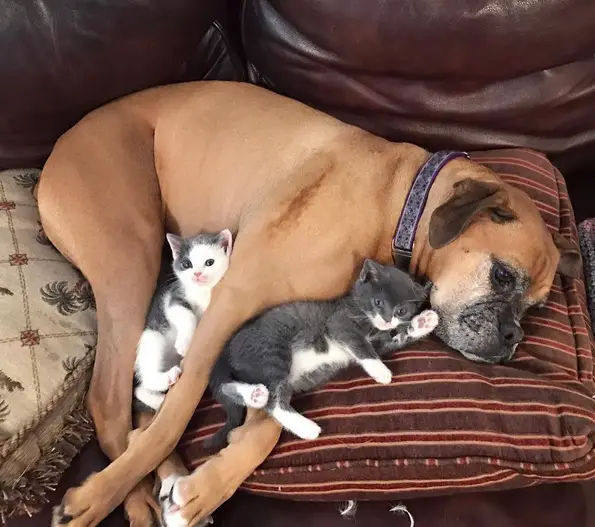 foster kittens and their cute mom  14 pictures 12