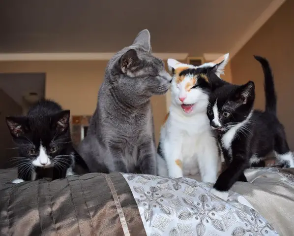 foster kittens and their cute mom  14 pictures 13