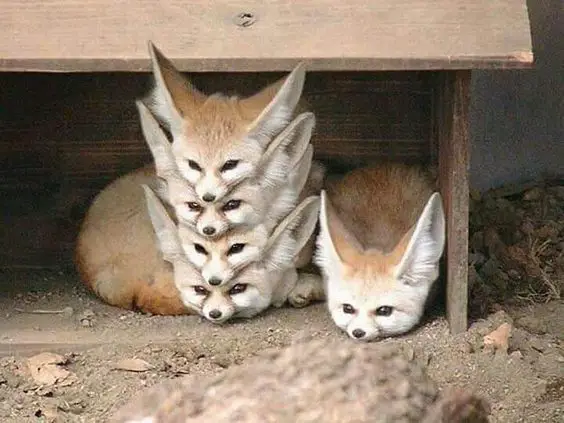foxes and their babies furry and adorable 13 pictures 6