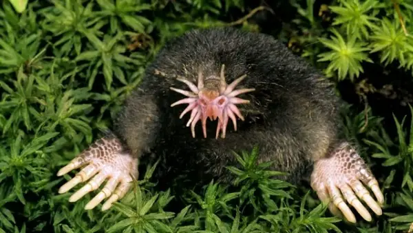 from interesting to outright bizarre 10 really weird looking animals 6