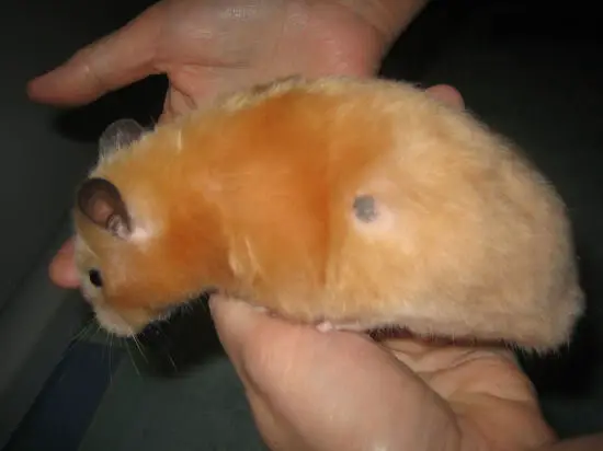 getting a hamster dont let these 6 things surprise you 4