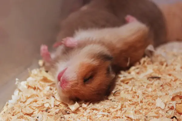 getting a hamster dont let these 6 things surprise you 5
