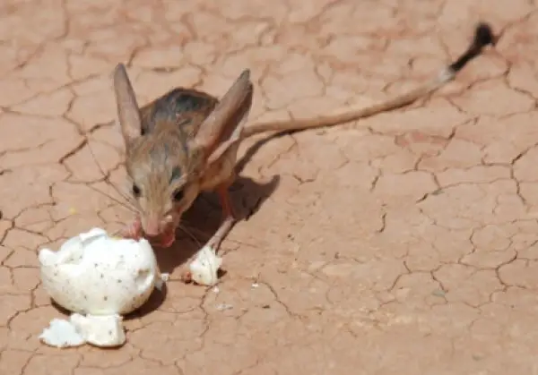 gobi jerboa unique and so sweet 10 pictures 4