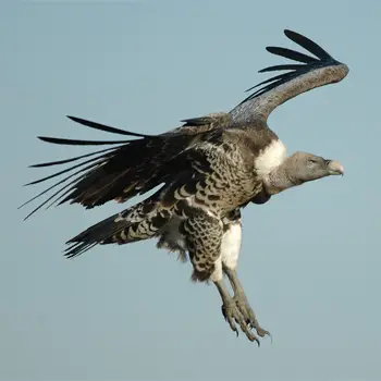 griffon vulture beautiful bird 8 pics 2