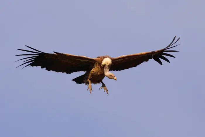 griffon vulture beautiful bird 8 pics 5