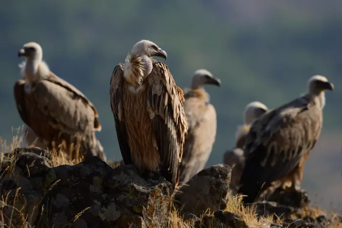 griffon vulture beautiful bird 8 pics 6