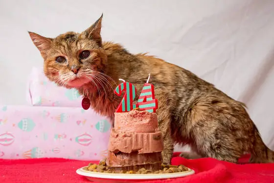 happy birthday to the oldest living cat 8 pics 1