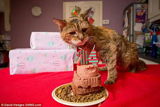 happy birthday to the oldest living cat 8 pics 2