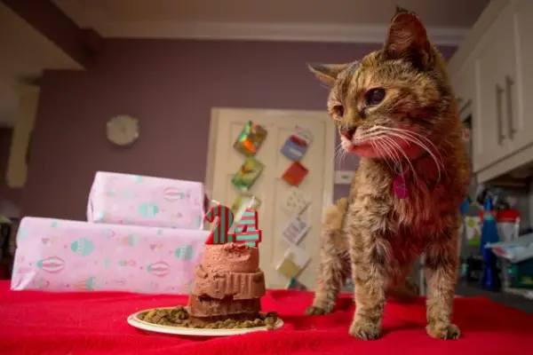 happy birthday to the oldest living cat 8 pics 8