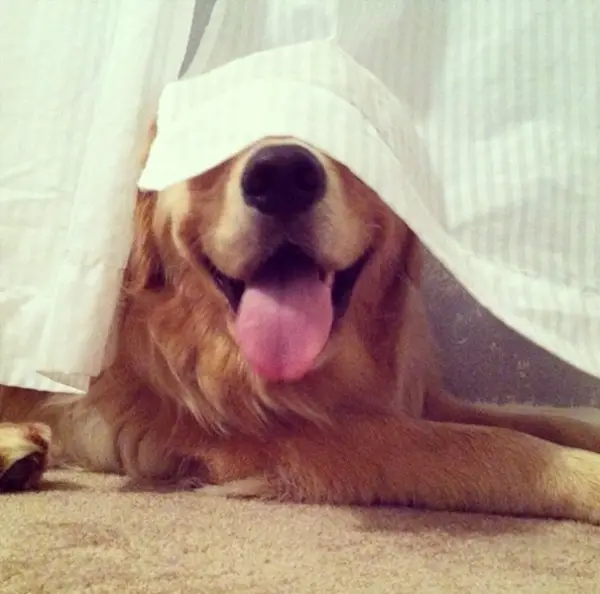 hiding is not one of their stronger sides 12 pics 9
