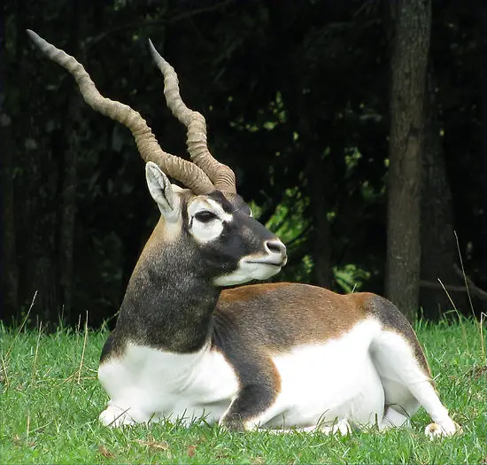 how brave must you be to come close to these horned animals 12 pictures 1