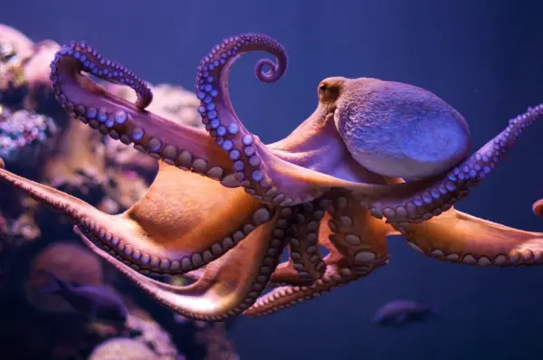 how much do you know about the octopus 8 interesting facts 2