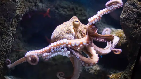 how much do you know about the octopus 8 interesting facts 9