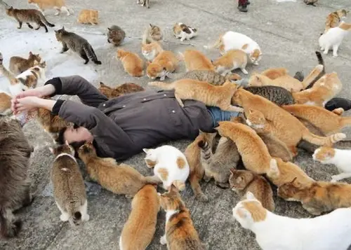 if youre a cat person than this is what heaven looks like 12 pictures 6