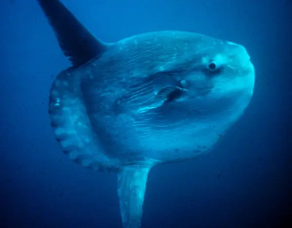 incredible journey to find the mysterious sunfish species 9 pictures 1 video 6