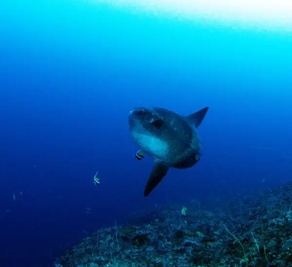 incredible journey to find the mysterious sunfish species 9 pictures 1 video 7