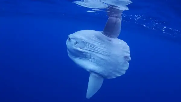 incredible journey to find the mysterious sunfish species 9 pictures 1 video 8
