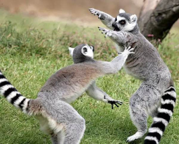 introduction to the world of lemurs 11 pictures 9