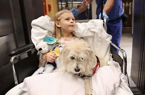 jj to the rescue adopted dog saves girls life at the operating table 1