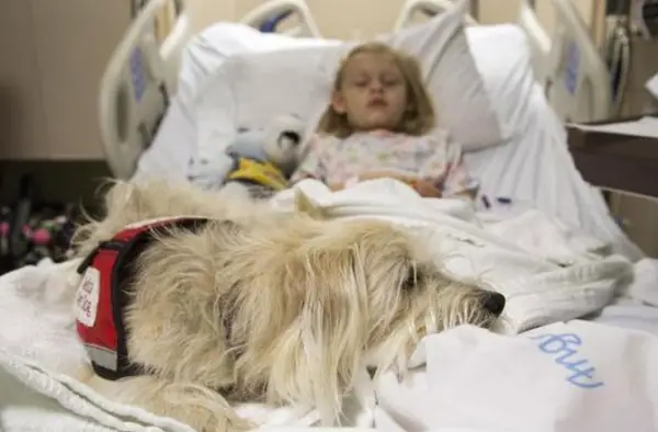 jj to the rescue adopted dog saves girls life at the operating table 4