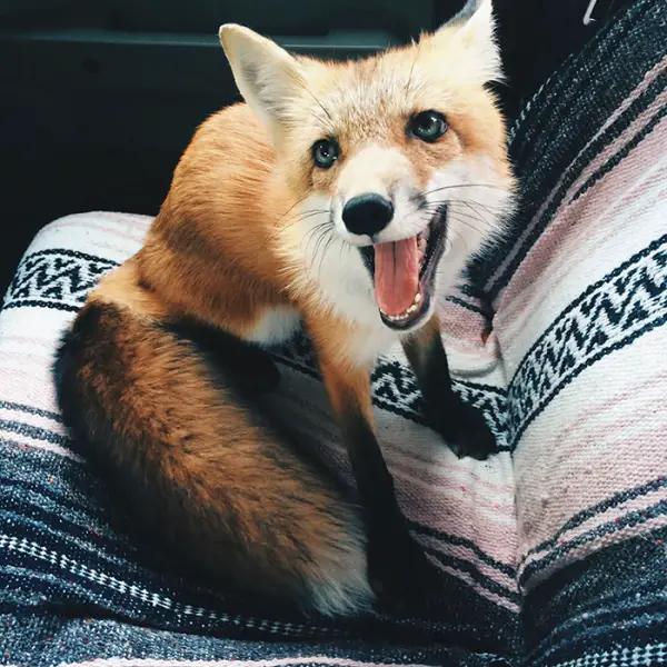 juniper is the most adorable fox 13 pictures 12