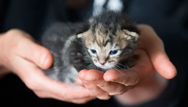 kitten saved from chimney is grateful cat today  13 pictures 1