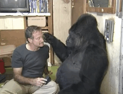 koko the gorilla who mourns the passing of robert williams 1