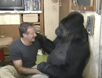 koko the gorilla who mourns the passing of robert williams 2