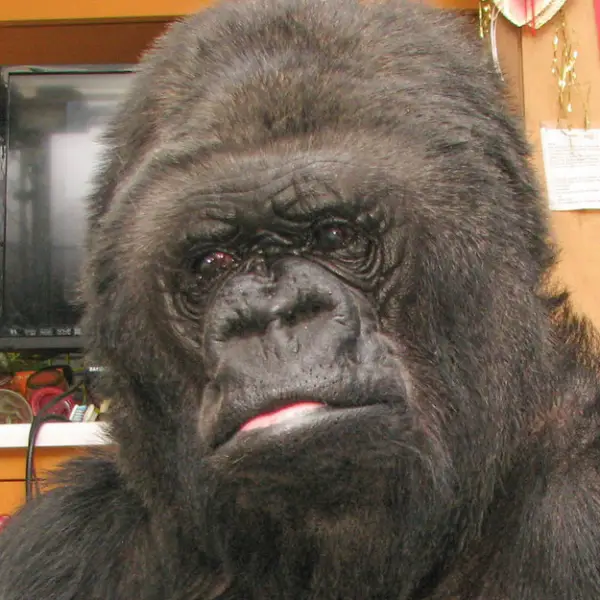koko the gorilla who mourns the passing of robert williams 3