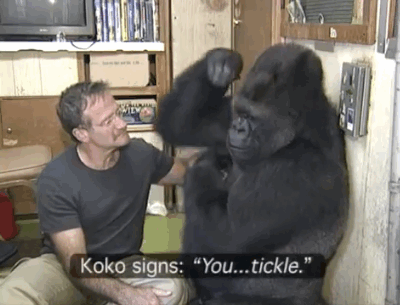 koko the gorilla who mourns the passing of robert williams 5