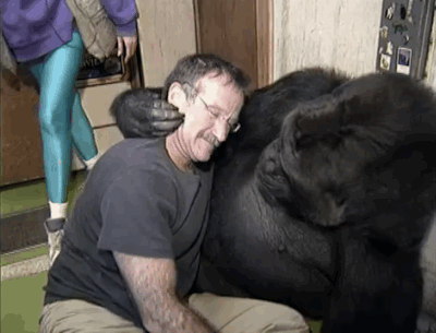 koko the gorilla who mourns the passing of robert williams 7