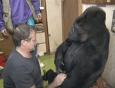 koko the gorilla who mourns the passing of robert williams 8