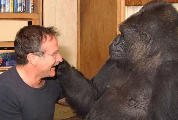 koko the gorilla who mourns the passing of robert williams 9