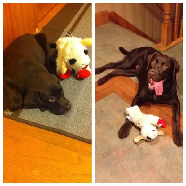 lifelong friendships between pets and their toys 10 pictures 4