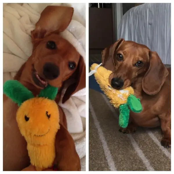 lifelong friendships between pets and their toys 10 pictures 8