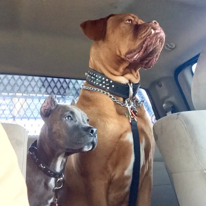 Author: Roxanne Bourgie, Description: Two dogs very seriously sit in the car on their secret task