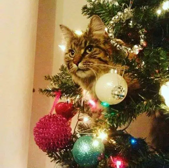 Author: Andrew Thelwell, Description: Colorful cat climbed up cristmas tree and looks around from above
