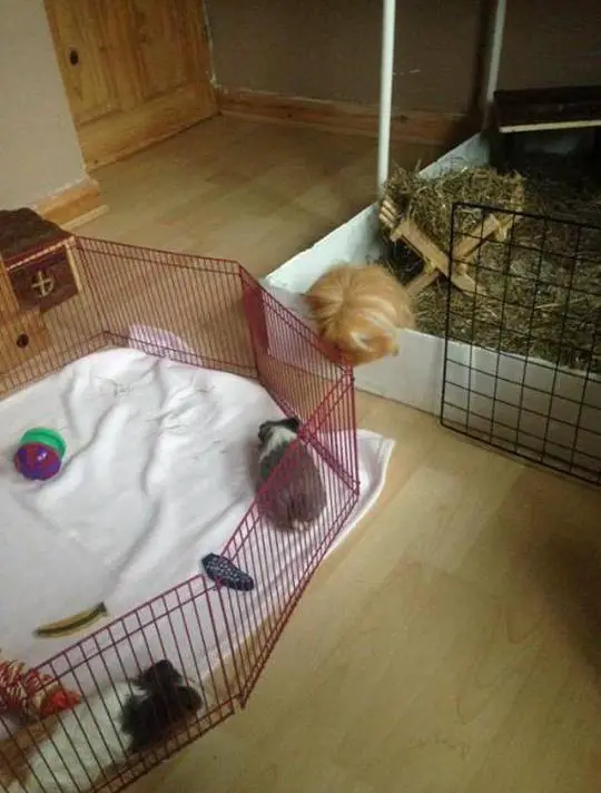 Author: Emma Winter, Description: Two hamsters play through fence like neighbours on a secret mission