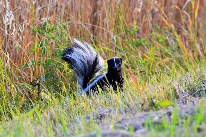 Author: Jason Engele, Description: Skunk partially hides in grass next to read because of a secret mission