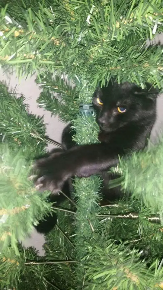 Author: Kerry Anne Mayo, Description: Black cat is on a secret mission and is hidden in an artificial christmas tree