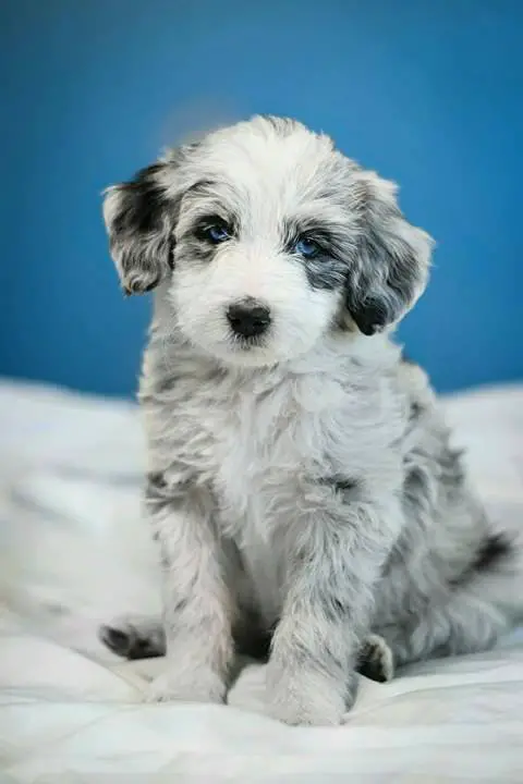 Author: Danielle Dawn, Description: Sweet little white dog with blue eyes