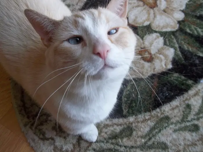 Author: Deborah Eberhardt, Description: Happy white kitty with blue eyes