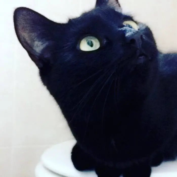 Author: Katrin Myers, Description: Fast catty selfie in the bathroom