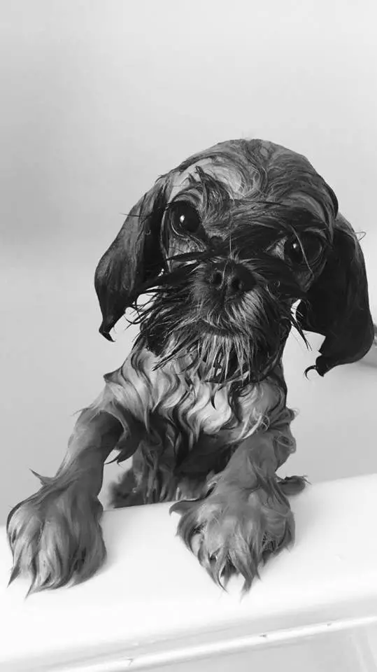 Author: Jamie Kasanczuk, Description: Just bathed dog with special shampoo for dogs will be combed after drying