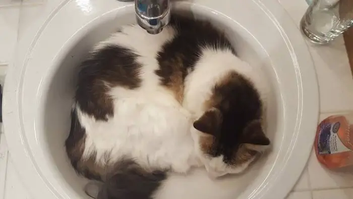 Author: Lorianne Bowers, Description: Cat perfectly fit into the sink