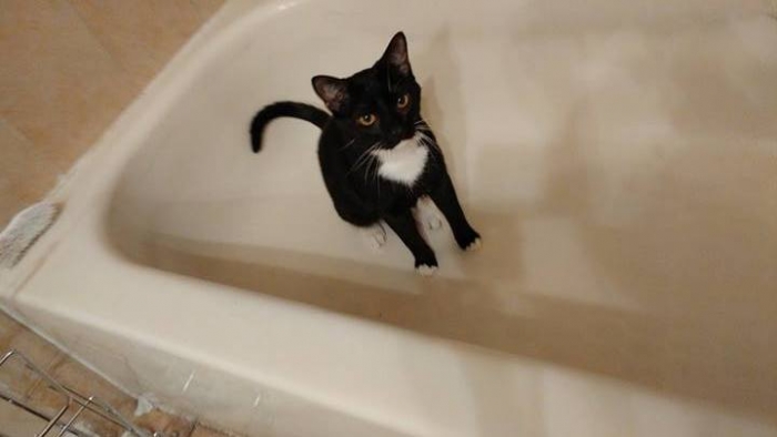 Author: Kaitlyn Johnson, Description: This cat sits in an empty tub and waits someone to pour the water for her so she could learn to swim too
