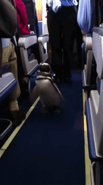 lovely moments on the plane 9 pictures 3 gifs 3