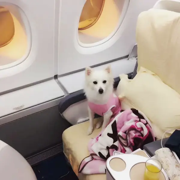 lovely moments on the plane 9 pictures 3 gifs 9