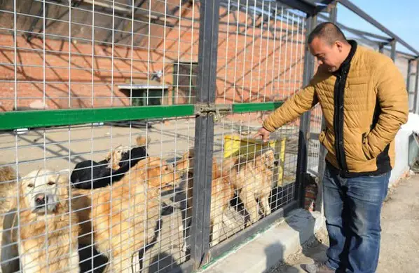 man who spent millions to save hundreds of dogs 13 pictures 11