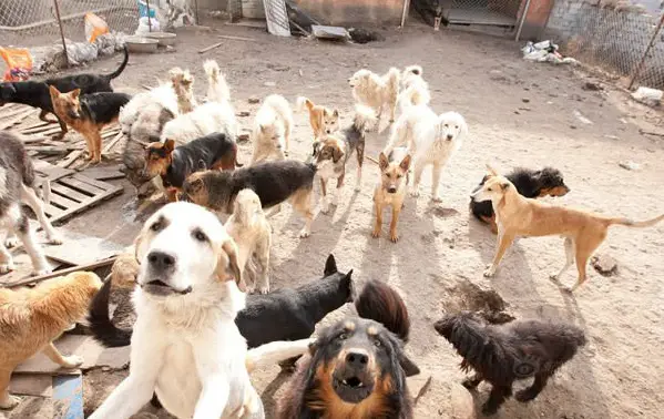 man who spent millions to save hundreds of dogs 13 pictures 12